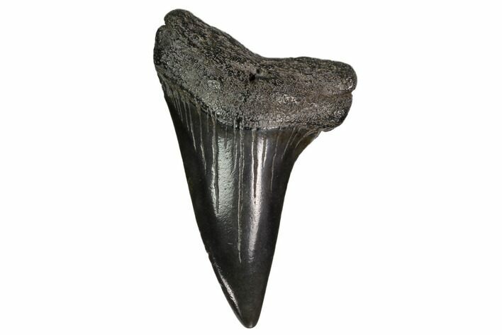Fossil Toothed Mako Shark Tooth - Georgia #158767